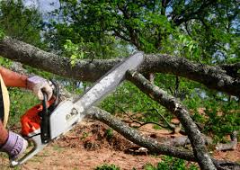 Reliable Elverta, CA Tree Removal and Landscaping Services Solutions